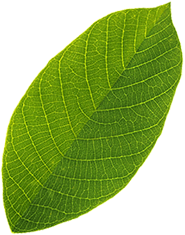leaf